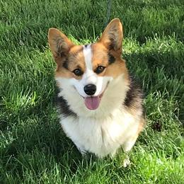 Pembroke Welsh Corgis from Peterson 49 Pembroke Welsh Corgis