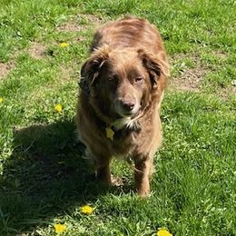 Katie - Australian Shepherd