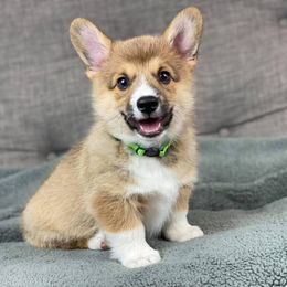 Pembroke Welsh Corgi Puppies from Wiggle B Ranch Corgis