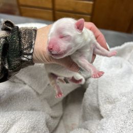 "Kai" Maltese Puppies from Genice’s Small Wonders