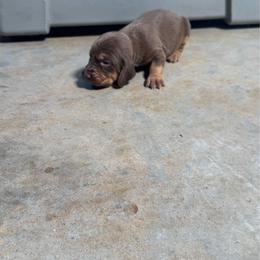 Boy 6. No white spot - Liver and tan male Bloodhound puppy in Tahlequah, Oklahoma from HNH Hounds