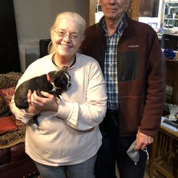 Boston Terrier Puppies from Bonze Boston Terriers