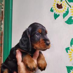 Boy 3 - Black and tan male Gordon Setter puppy in Milton, Florida from Katherine's Golden Retrievers, Gordon Setters, and English Setters