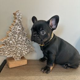 Black and tan from OFA certified parents - Black and tan male French Bulldog puppy in Billings, Montana from Montana Made Frenchies