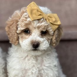 Cavapoos from Rocky Mountain Cavapoos