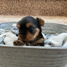 Leila - Black and tan female Yorkshire Terrier puppy in Kennewick, Washington from Lisa’s Little Yorkies