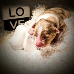 Australian Shepherd Puppies from Firelight Australian Shepherds