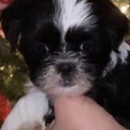 Shih Tzus from LunaPaws