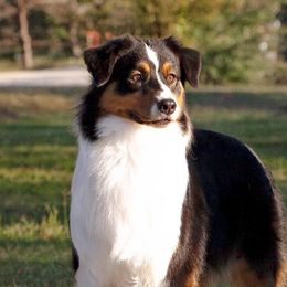 Rylee - Australian Shepherd