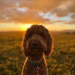 Goldendoodle Puppies from 24 Karat Doodles