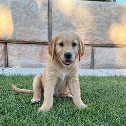 Agatha-Light Purple - Dark golden female Golden Retriever puppy in Cedar City, Utah from RuTess Goldens