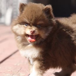 Pomeranians from English Rose Poms