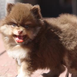 Pomeranians from English Rose Poms