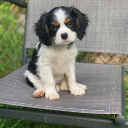 Cavalier King Charles Spaniel Puppies from iHeart Cavaliers