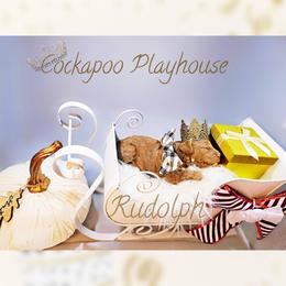 Rudolph Apricot Boy - Red male Cockapoo puppy in Demorest, Georgia from Royal Cockapoo Playhouse