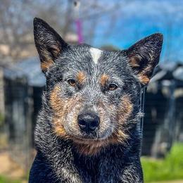 Waylon - Australian Cattle Dog