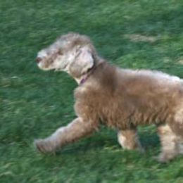Bedlington Terrier Puppies from Elante Bedlingtons
