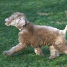 Bedlington Terrier Puppies from Elante Bedlingtons