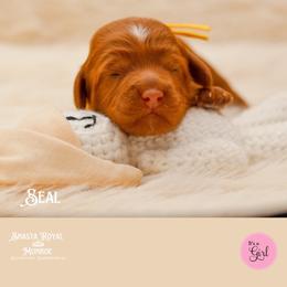 Seal - Red female Australian Labradoodle puppy in Redding, California from Shasta Royal Monroe Puppies