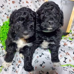 Goldendoodle Puppies from Superior Companions Goldendoodles