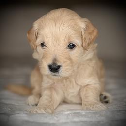 Puppy 2-ORANGE Collar (BOY) - Apricot male Goldendoodle puppy in Portland, Oregon from Smith Family Doodles