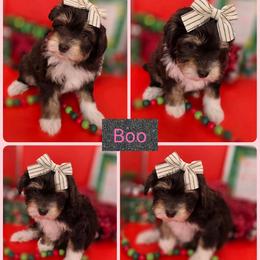 Boo - Tri-color female Bernedoodle puppy in Decatur, Tennessee from Diamond's Doodles