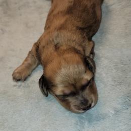 Dachshund Puppies from CLARK'S BREEDING PROGRAM