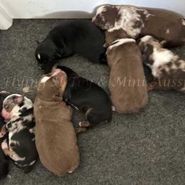 Miniature American Shepherd puppies from Flying H Toy and Mini Aussies