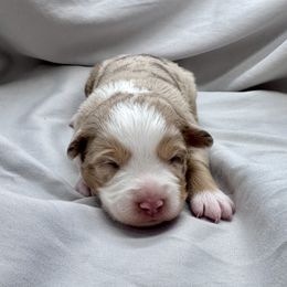 Felicity - Red merle female Miniature Australian Shepherd puppy in Bly, Oregon from Apacheblus Toy Aussies