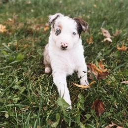 Glitter - Red merle female Australian Shepherd puppy in Unionville, Iowa from Soap Creek Kennels