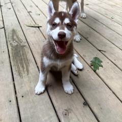 Siberian Husky Puppies from Black Shale Siberians