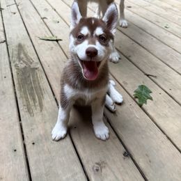 Siberian Husky Puppies from Black Shale Siberians