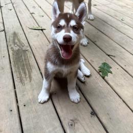 Siberian Husky Puppies from Black Shale Siberians
