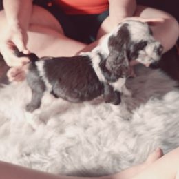 English Springer Spaniel Puppies from Savannah River Springers