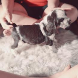 English Springer Spaniel Puppies from Savannah River Springers