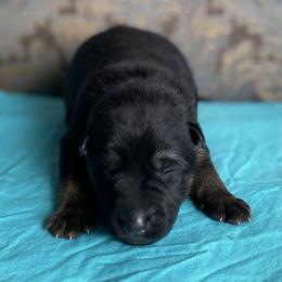 Teal collar boy - Black and red male German Shepherd puppy in Coleta, Illinois from Four Leaf Farm- Vom Vierblättriges Bauernhof