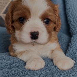 Benny - Blenheim male Cavalier King Charles Spaniel puppy in Greensboro, North Carolina from Hyde Park Cavaliers