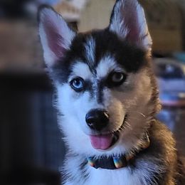 IVY - Black and white Pomsky puppy in Norfolk, Virginia from 'Brick'House Couture Pomskies