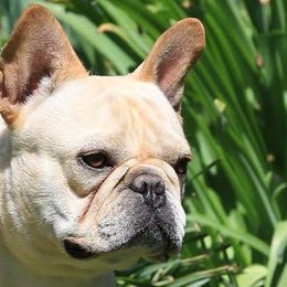 Gunnie - French Bulldog