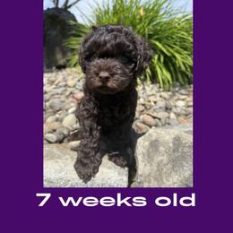 Rey - Chocolate female Australian Labradoodle puppy in Beavercreek, Oregon from Auburn Sky Labradoodles