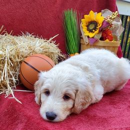 Labradoodle Puppies from 101 Labradoodles