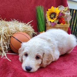 Labradoodle Puppies from 101 Labradoodles