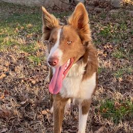Border Collies from Johnson Farm