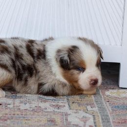 Inferno - Red merle male Miniature Australian Shepherd puppy in Prague, Oklahoma from Clay Creek Aussies