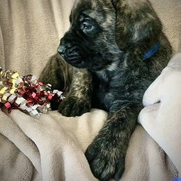 Mastiff Puppies from Eagle Pond Mastiffs