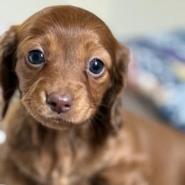 Dachshund Puppies from Cold Mountain Dachshunds