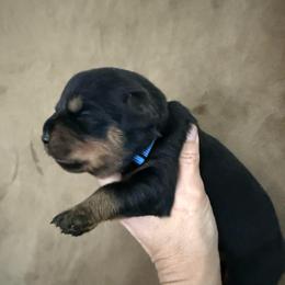 Apollo - Black and tan male Rottweiler puppy in Newfoundland, Pennsylvania from Poconopaws