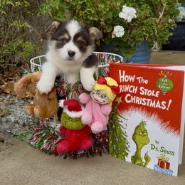 Red collar - Black and tan male Pembroke Welsh Corgi puppy in Wheatland, California from Emerald Corgis