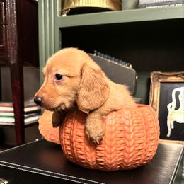 Pumpkin - Red male Dachshund puppy in Summertown, Tennessee from The Dapper Dachshund