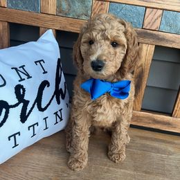 Blue Boy - Red  male Poodle puppy in Mc Bain, Michigan from The Dog House